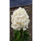 Hydrangea paniculata MagicalÂ® Mont Blanc 'Kolmamon'