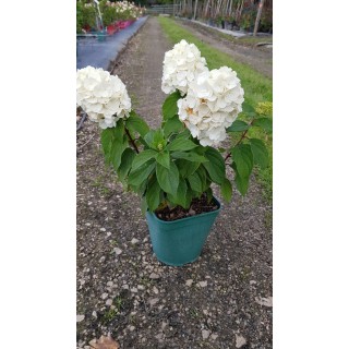 Hydrangea paniculata MagicalÂ® Mont Blanc 'Kolmamon'