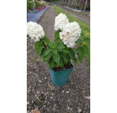 Hydrangea paniculata MagicalÂ® Mont Blanc 'Kolmamon'