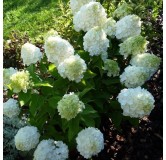 Hydrangea paniculata MagicalÂ® Mont Blanc 'Kolmamon'