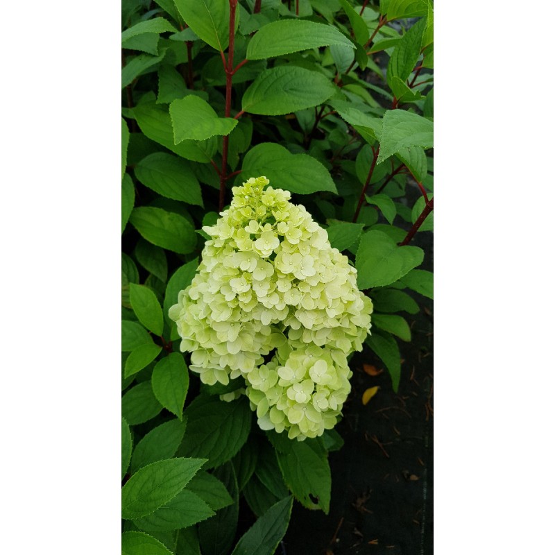 Hydrangea paniculata MagicalÂ® Kilimanjaro