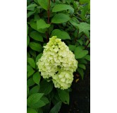 Hydrangea paniculata MagicalÂ® Kilimanjaro