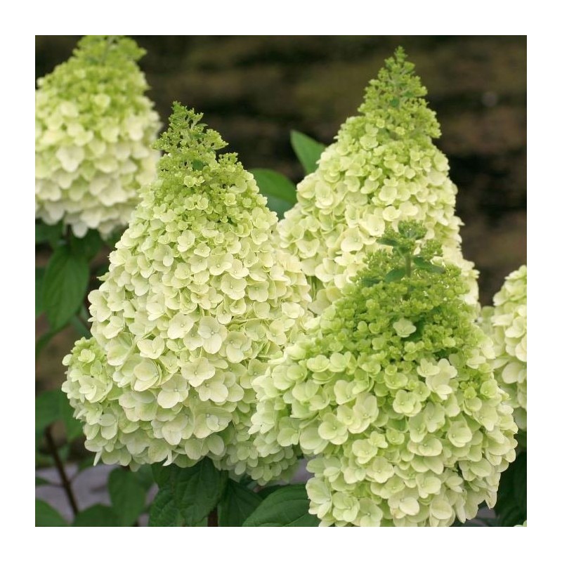 Hydrangea paniculata MagicalÂ® Kilimanjaro