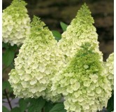 Hydrangea paniculata MagicalÂ® Kilimanjaro