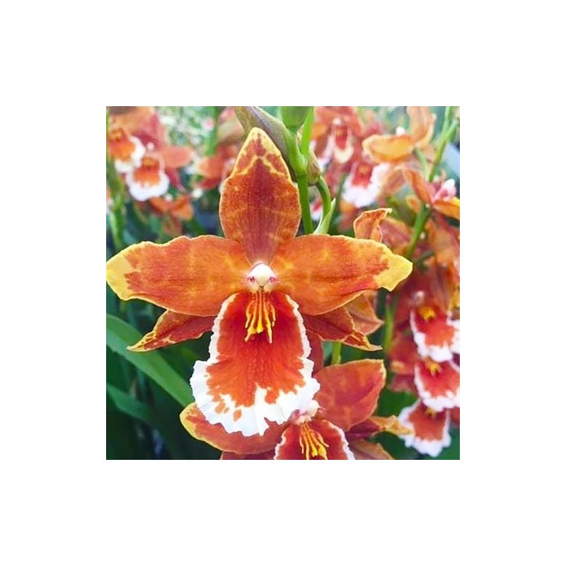 Odontoglossum inferno