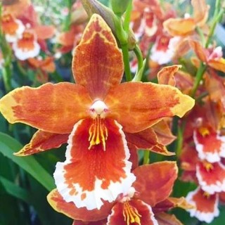 Odontoglossum inferno