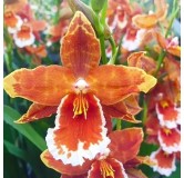 Odontoglossum inferno