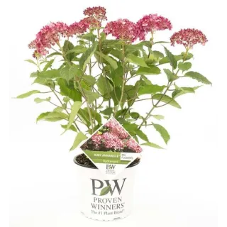 Hydrangea arborescens Ruby Annabelle - pot 3 ltr