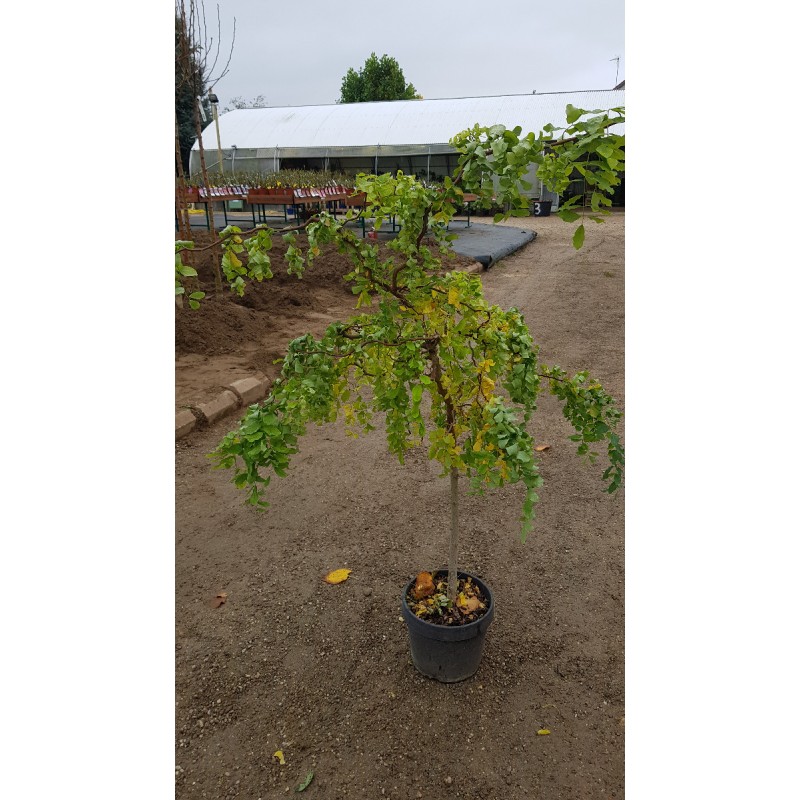 Robinia pseudoacacia Twisty BabyÂ® 'Lace Lady'