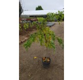 Robinia pseudoacacia Twisty BabyÂ® 'Lace Lady'