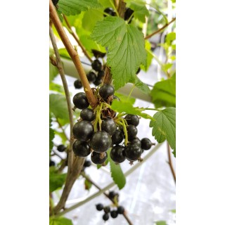 Ribes nigrum 'Andega' / Cassissier 'Andega'