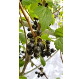 Ribes nigrum 'Andega' / Cassissier 'Andega'