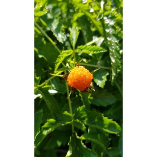 Rubus xanthocarpus / Ronce Ã  fruits jaunes