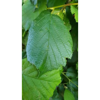 Corylus avellana / Noisetier commun / Conteneur de 7 à 10 litres / Touffe