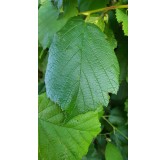 Corylus avellana / Noisetier commun / Conteneur de 7 à 10 litres / Touffe