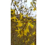 Forsythia x intermedia 'Lynwood gold' / Mimosa de Paris