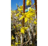 Forsythia x intermedia Week-endÂ® 'Courtalyn' / Mimosa de Paris