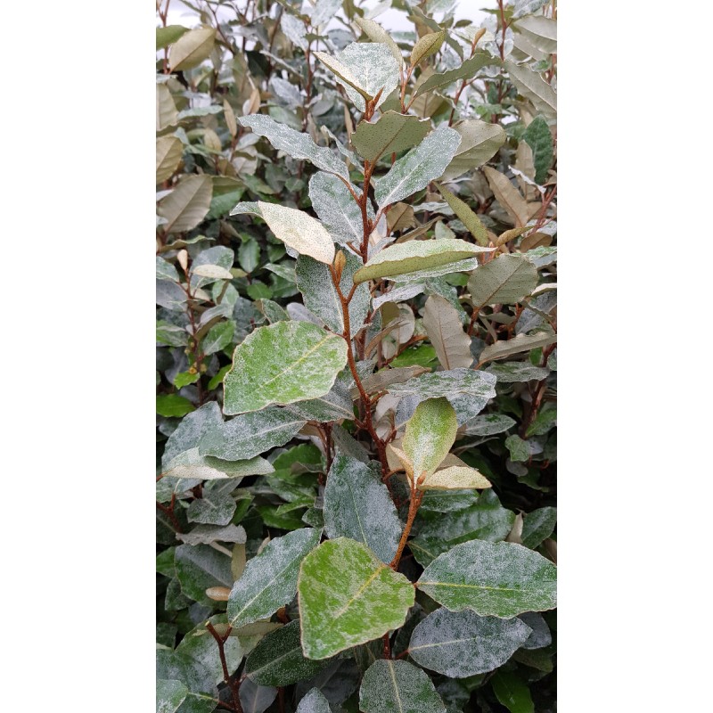 Elaeagnus x ebbingei 'Compacta' / Chalef vert compact