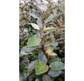 Elaeagnus x ebbingei 'Compacta' / Chalef vert compact