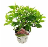 Hydrangea arborescens Ruby Annabelle - pot 3 ltr