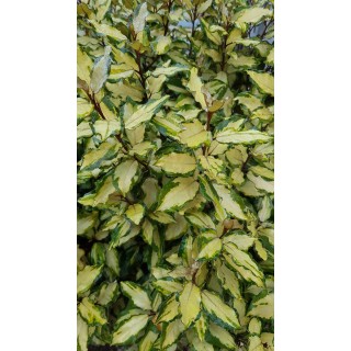 Elaeagnus x ebbingei MarylineÂ® 'abrela'/ Chalef panachÃ©