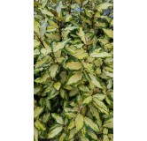 Elaeagnus x ebbingei MarylineÂ® 'abrela'/ Chalef panachÃ©