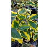 Elaeagnus x ebbingei 'Gilt Edge' / Chalef panachÃ©