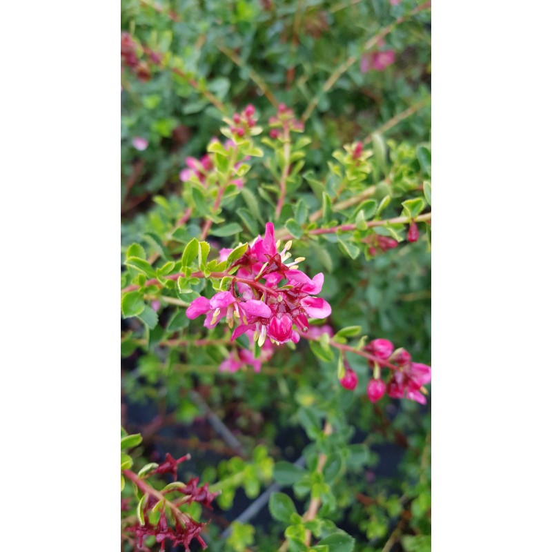 Escallonia 'Darts Rosy Red' / Escallonia Ã  grandes fleurs rose carminÃ©