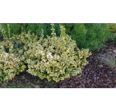 Euonymus fortunei 'Emerald Gold' / Fusain de Fortune 'Emerald Gold'