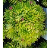 Sempervivum chick charms Â® 'Key Lime Kiss' / Joubarbe Ã  rosette vert fluo