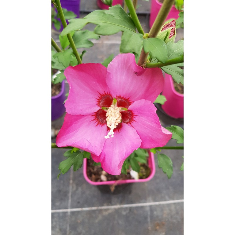 Hibiscus syriacus Pink GiantÂ® 'Flogi' / AlthÃ©a rose Ã  coeur rouge