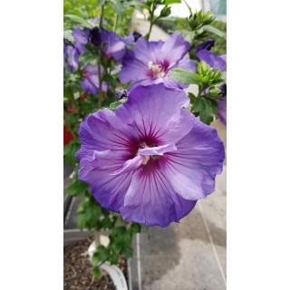 Hibiscus syriacus UltramarineÂ® II / AlthÃ©a bleu lavande au cÅ“ur pourprÃ©