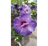 Hibiscus syriacus UltramarineÂ® II / AlthÃ©a bleu lavande au cÅ“ur pourprÃ©