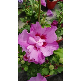 Hibiscus syriacus EruptionÂ® 'Mineru'/ AlthÃ©a rose violacÃ©