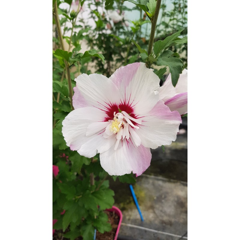 Hibiscus syriacus Pinky SpotÂ® 'Minspot'/ AlthÃ©a blanches lavÃ©es d'un rose lavande