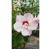 Hibiscus syriacus Pinky SpotÂ® 'Minspot'/ AlthÃ©a blanches lavÃ©es d'un rose lavande