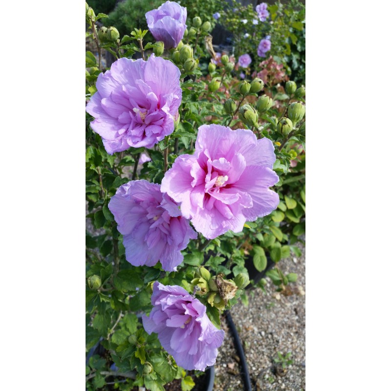 Hibiscus syriacus Lavander ChiffonÂ® 'Notwoodone'/ AlthÃ©a mauve lavande