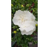 Hibiscus syriacus White ChiffonÂ® 'Notwoodtwo'/ AlthÃ©a blanche crÃ¨me