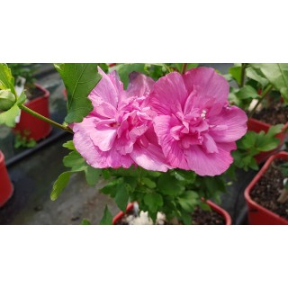 Hibiscus syriacus Magenta ChiffonÂ® 'RWOODS5'/ AlthÃ©a magenta rosÃ©