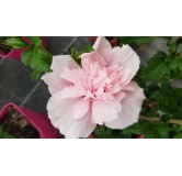 Hibiscus syriacus Pink ChiffonÂ® 'Jwnwood4'/ AlthÃ©a rose frais lÃ©gÃ¨rement veinÃ© de rouge