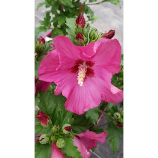 Hibiscus syriacus Sup'BridgeÂ® 'Minsyrou17'/ AlthÃ©a rouge foncÃ©