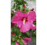 Hibiscus syriacus Sup'BridgeÂ® 'Minsyrou17'/ AlthÃ©a rouge foncÃ©