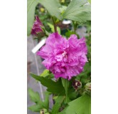 Hibiscus syriacus French CabaretÂ® Purple 'Mindouv5'/ AlthÃ©a bleu pourprÃ© en pompons