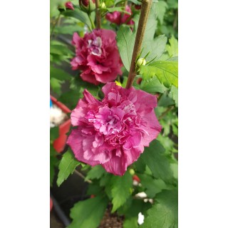 Hibiscus syriacus French CabaretÂ® Red 'Mindour1'/ AlthÃ©a rouge en pompons