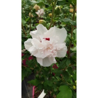 Hibiscus syriacus French CabaretÂ® Pastel 'Mindoub1'/ AlthÃ©a blanches tÃ¢chÃ©es de rose frais en pompons