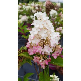 Hydrangea paniculata Vanille FraiseÂ® 'Renhy' / Hortensia paniculÃ© Vanille FraiseÂ® 'Renhy'