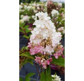 Hydrangea paniculata Vanille FraiseÂ® 'Renhy' / Hortensia paniculÃ© Vanille FraiseÂ® 'Renhy'