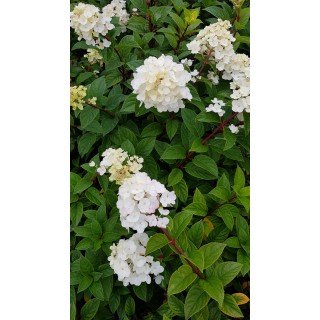 Hydrangea paniculata Sundae FraiseÂ® 'Rensun' / Hortensia paniculÃ© Sundae FraiseÂ® 'Rensun'