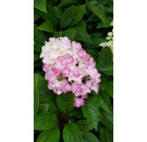 Hydrangea paniculata Fraise MelbaÂ® 'Renba' / Hortensia paniculÃ© Fraise MelbaÂ® 'Renba'