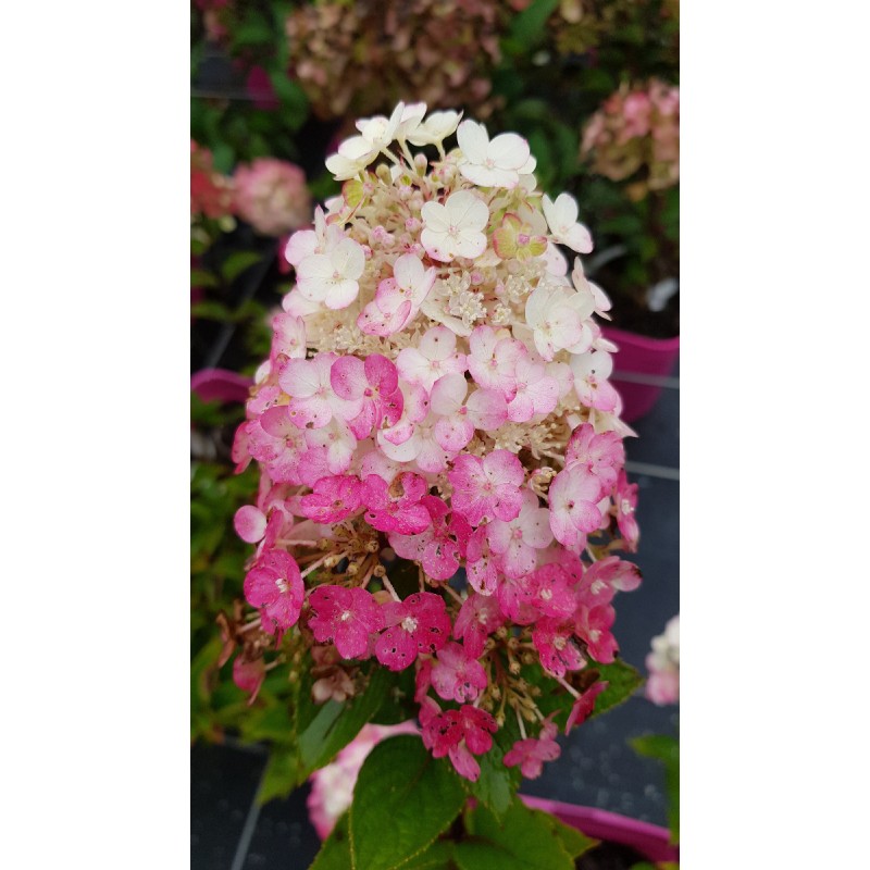 Hydrangea paniculata FramboisineÂ® 'Rensam' / Hortensia paniculÃ© FramboisineÂ® 'Rensam'